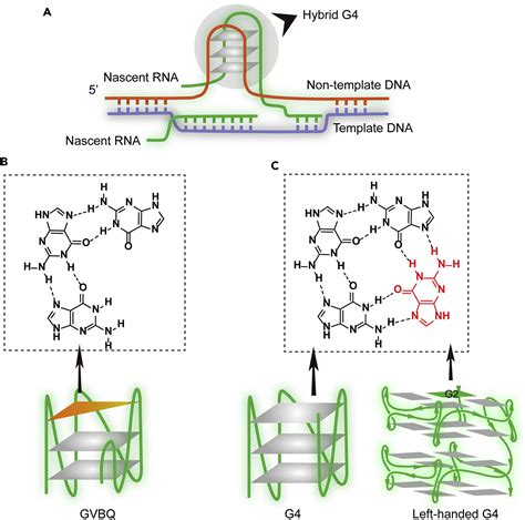 G Quadruplex A Regulator Of Gene Expression And Its Chemical Targeting