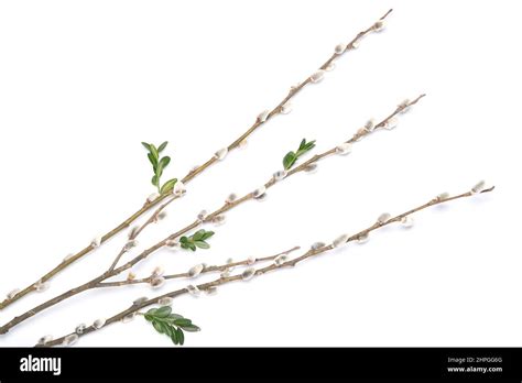 Pussy Willow Twigs On White Background Stock Photo Alamy
