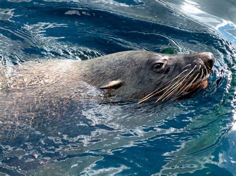 Морской котик: описание, где обитает, чем питается, сколько живет