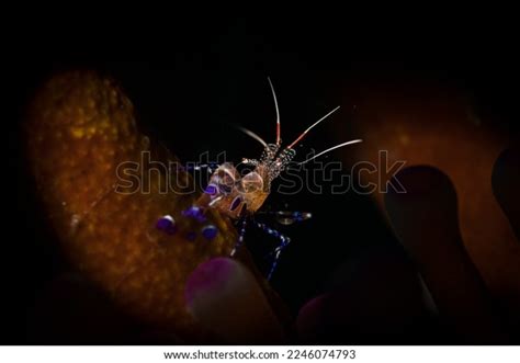 Spotted Cleaner Shrimp Periclimenes Yucatanicus On Stock Photo