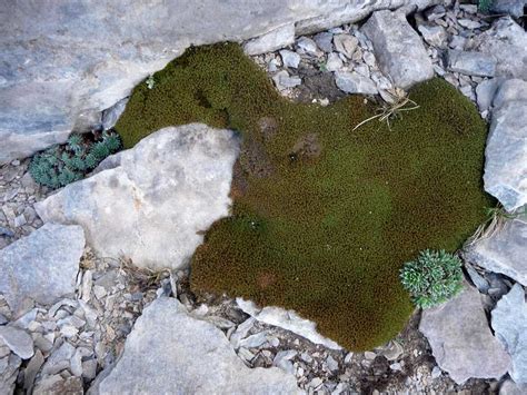 r o b i n 's y a r d: Saxifraga sempervivum and Saxifraga grisebachii