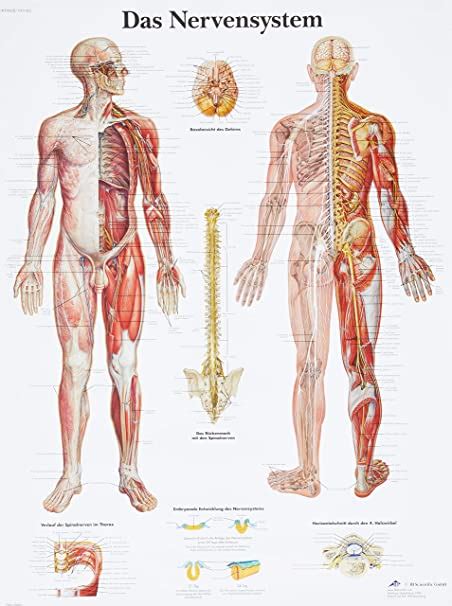 3B Scientific Lehrtafel Das Nervensystem VR0620UU Amazon De