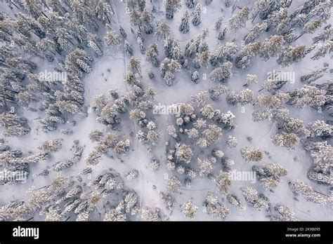 Aerial View A Forest In Finnish Lapland Near Rovaniemi Typical Finnish