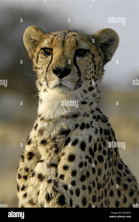 Gepard Cheetah Acinonyx Jubatus Afrika Africa Stock Photo Alamy