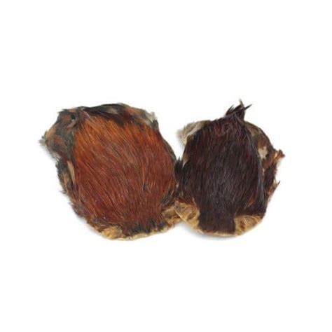 indian rooster neck salmo nature