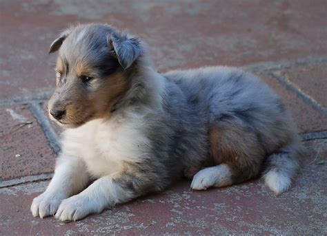blue merle puppy puppies dogs  puppies mans  friend