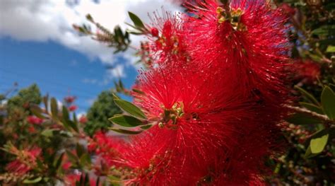 27 Types of Flowering Bottlebrush Plants For Your Garden