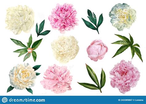 Set Of Pink And White Peonies With Leaves Stock Vector Illustration