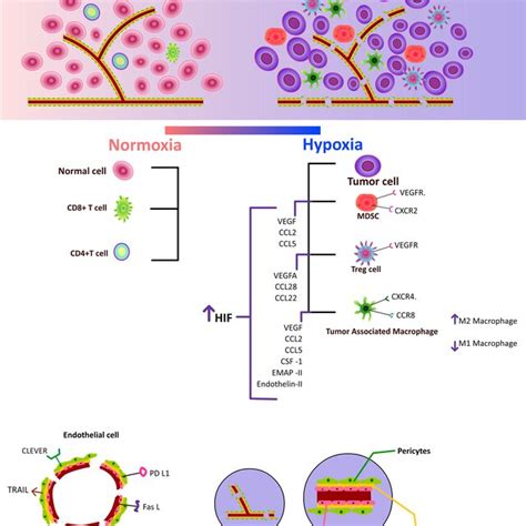 Increased Hypoxia Inducible Factor Which Upregulates Pro Angiogenic