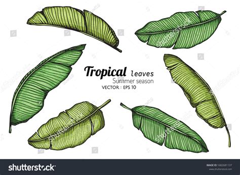 Set Banana Leaf Drawing Illustration Line Stock Vector Royalty Free
