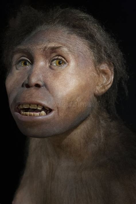 Neanderthal Homo Erectus