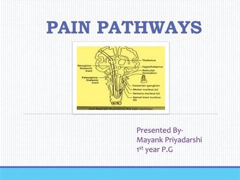 Pain Anatomy And Physiology