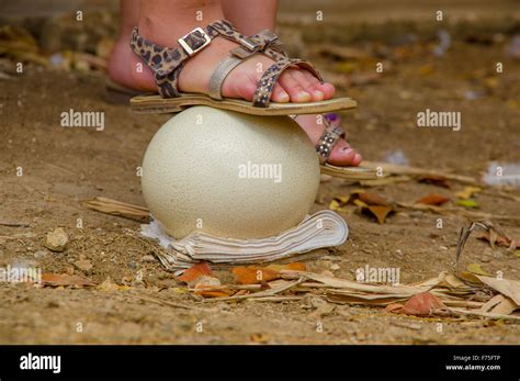 ostrich eggs for tourists to stand on Stock Photo - Alamy