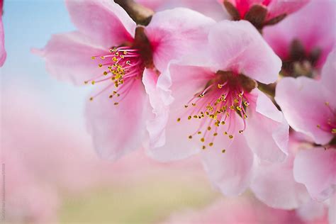 Detail Of Nectarine Flower By Stocksy Contributor Cactus Creative