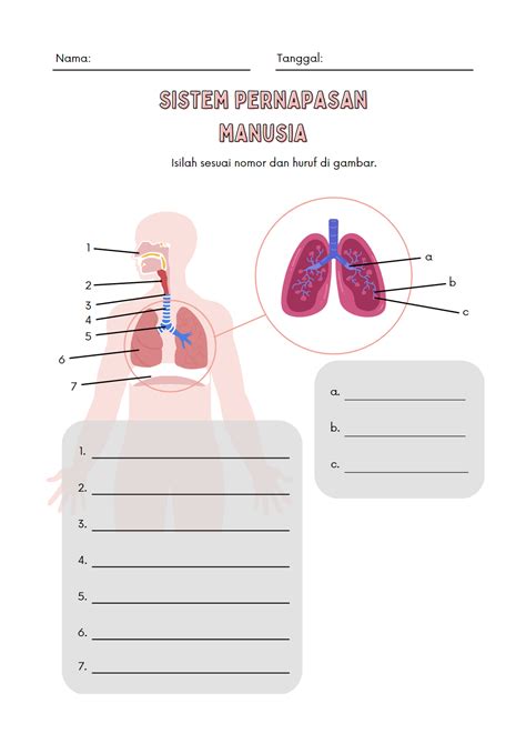 Lkpd Kelas 5 Sistem Pernapasan Manusia Worksheet Live Worksheets Porn