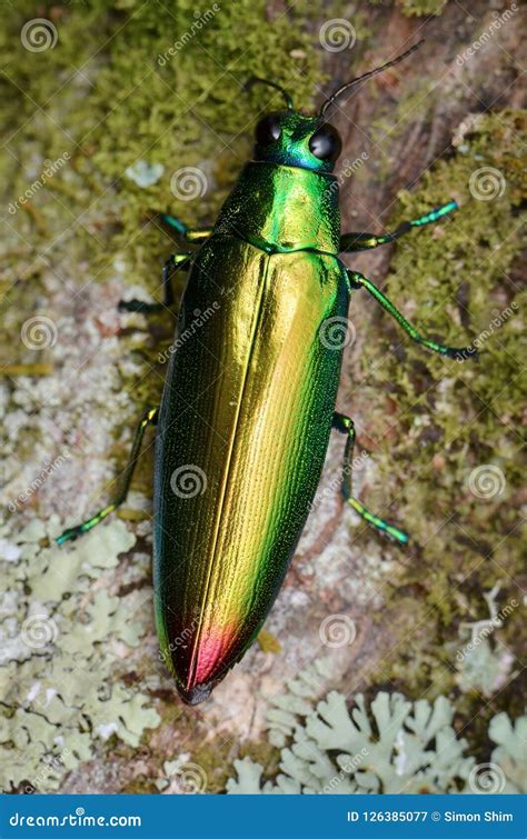 Close Up Image Of A Beautiful Metallic Jewel Beetle Stock Image Image