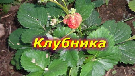 Клубника - результаты - YouTube