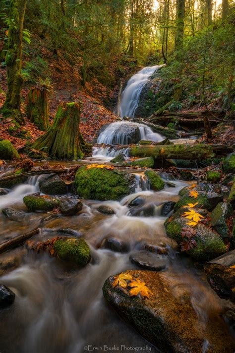 Day Hike Coal Creek Falls Loop — The Mountaineers