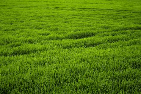 Download A field of lush, green grass | Wallpapers.com 