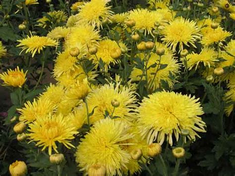 Купить семена Хризантема Chrysanthemum Sonechko в Москве: доставка ...