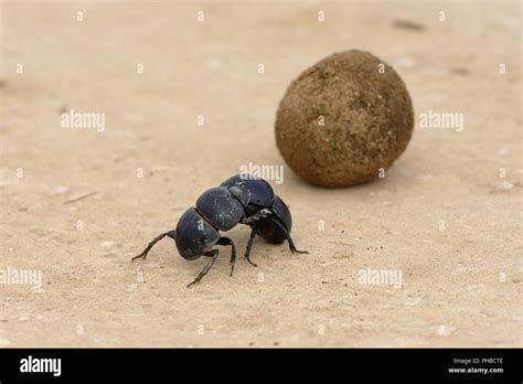 Flightless Dung Beetle Addo Elephant National Park Stock Photo Alamy