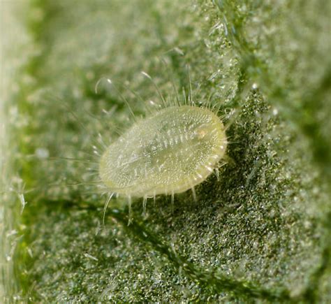 Scale Insect Trialeurodes Bugguide Net