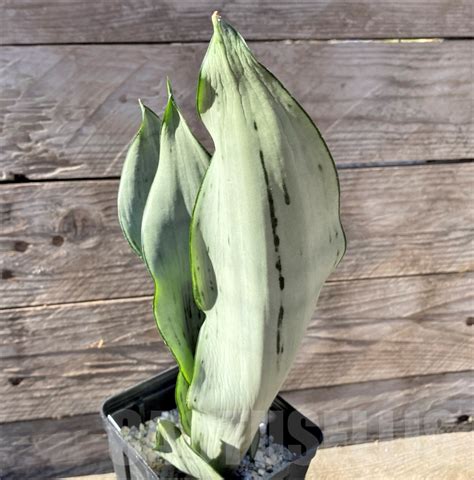 SHPR15462 Sansevieria Brazilian Moonshine Кактус онлайн