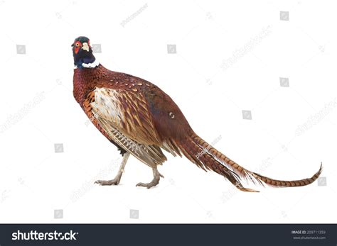 pheasant hunting photographed studio stock photo  shutterstock
