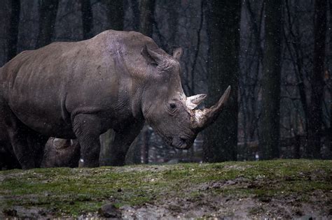 Rhino Extinction A Comprehensive Look At Why Rhinos Are Disappearing