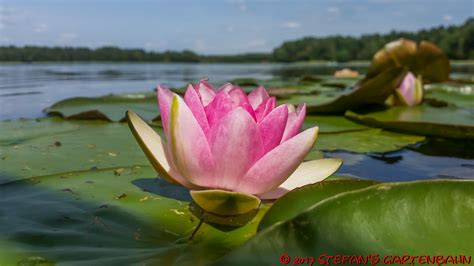 Seerose Seerose Stefan Flickr