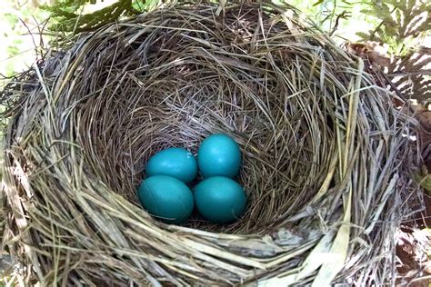 wren eggs hatching time