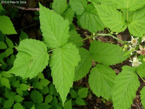 Rubus Occidentalis Black Raspberry Minnesota Wildflowers