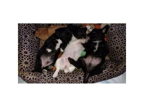 Chi-poo puppies for adoption Ocala - Puppies for Sale Near Me