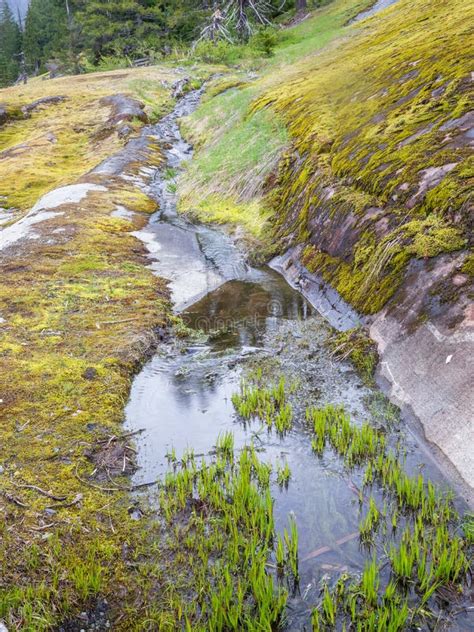 Stream Flowing On The Rock In Mount Rainier National Park In Washington