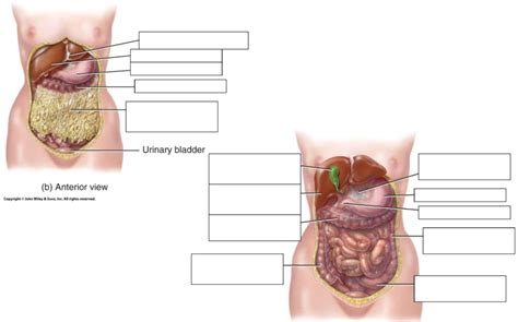 Abdomen Diagram Quizlet