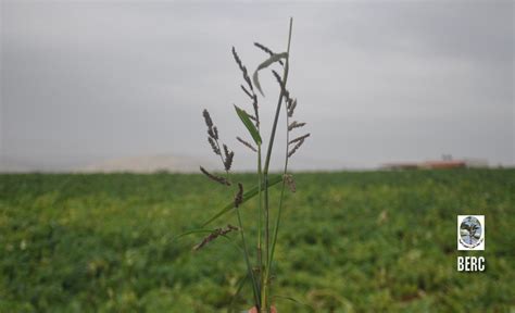 Cyperus Latifolius Flora Palaestina Ethnobotany