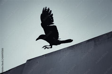 Black crow flying under blue sky Stock Photo | Adobe Stock