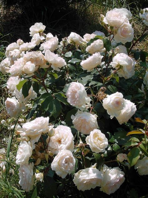 Stephanie Baronin zu Guttenberg – Polskie Towarzystwo Różane