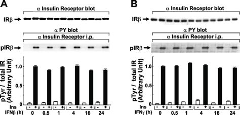 Effect Of Ifn On Insulin Induced Tyrosine Phosphorylation Of Insulin