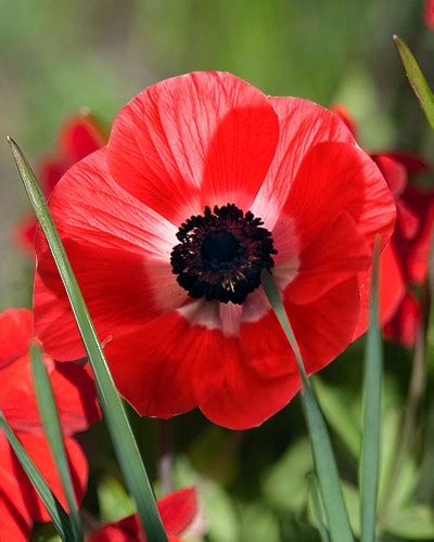 Loose Anemone coronaria St Brigid Mix | Bulk | Bulbs.ie
