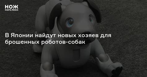 В Японии найдут новых хозяев для брошенных роботов-собак — Нож