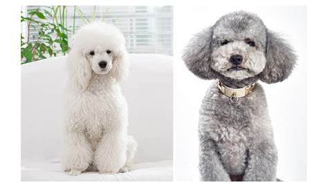 Unraveling the Mystery: Why Does My Poodle Have Straight Hair? - Rocky ...