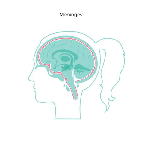 Meninges Illustrations Royalty Free Vector Graphics And Clip Art Istock