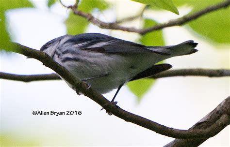 Cerulean Warbler Visitingnature