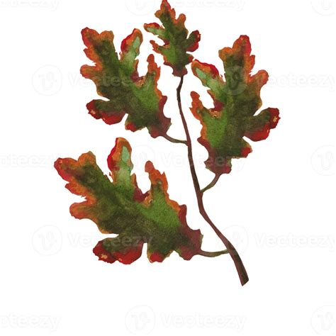 Oak Leaf Dry 9337339 Png