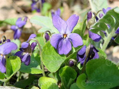 Viola plant with multicolor flowers , Common Violet, Viola tricolor