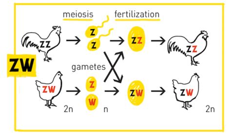 Sex Determination The X Y Zs Of Sex Chromosomes Hudsonalpha Institute For Biotechnology
