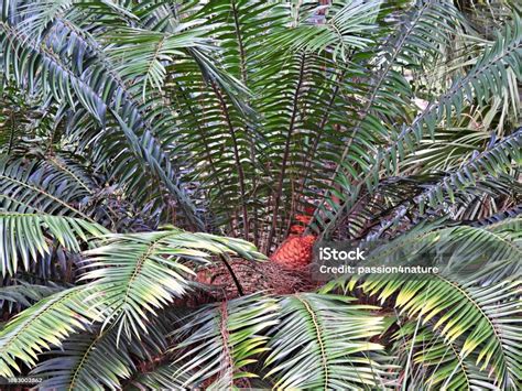Coontie Palm Also Known As Florida Arrowroot Stock Photo Download
