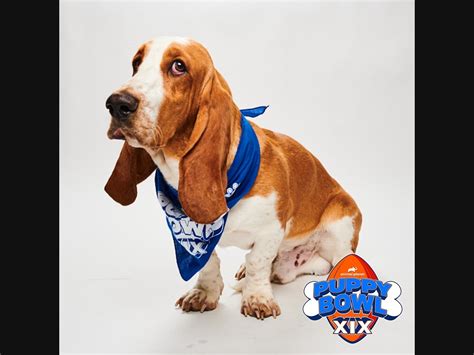 Meet The NJ Shelter Dogs In Puppy Bowl XIX | Across New Jersey, NJ Patch