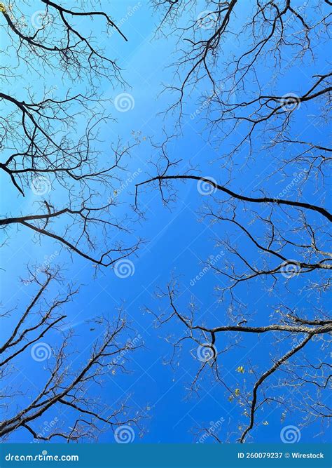 Low Angle Shot Of Naked Tree Branches Under A Clear Blue Sky Stock